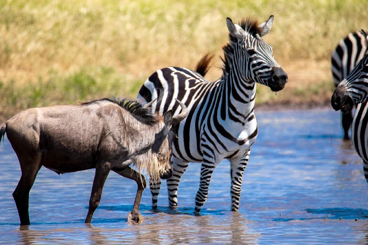 lake-manyara-national-park-day-trip-1