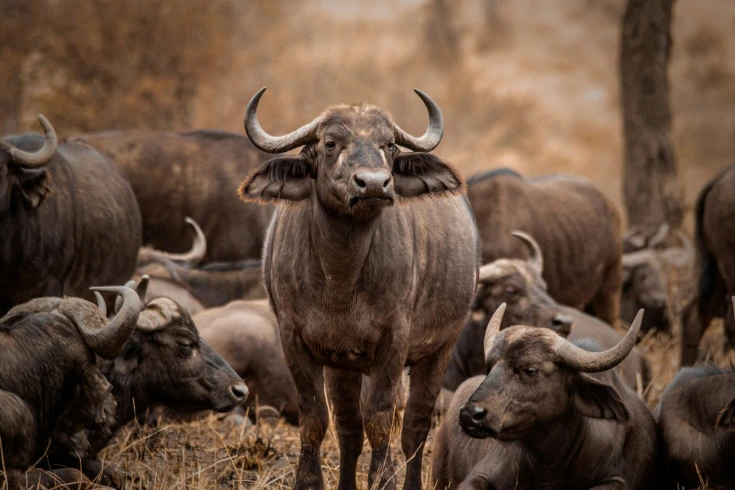 lake-manyara-national-park-day-trip-2