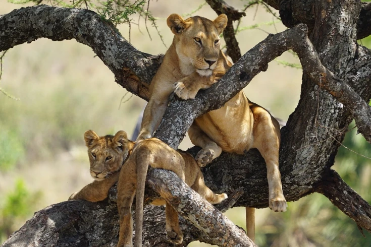 lake-manyara-national-park-day-trip-4