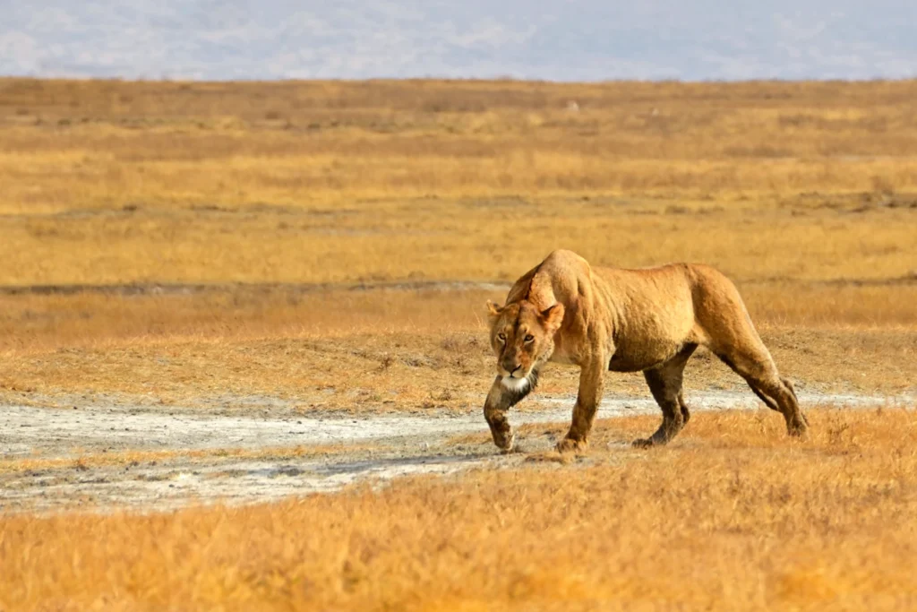 Ngorongoro Crater attraction