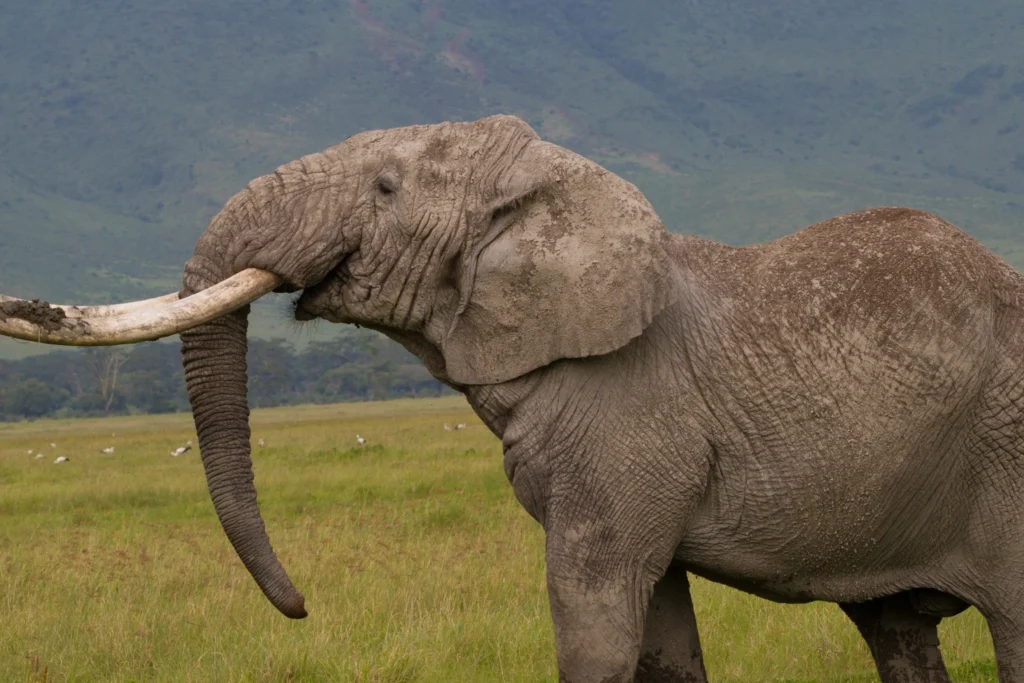 Ngorongoro Crater attraction