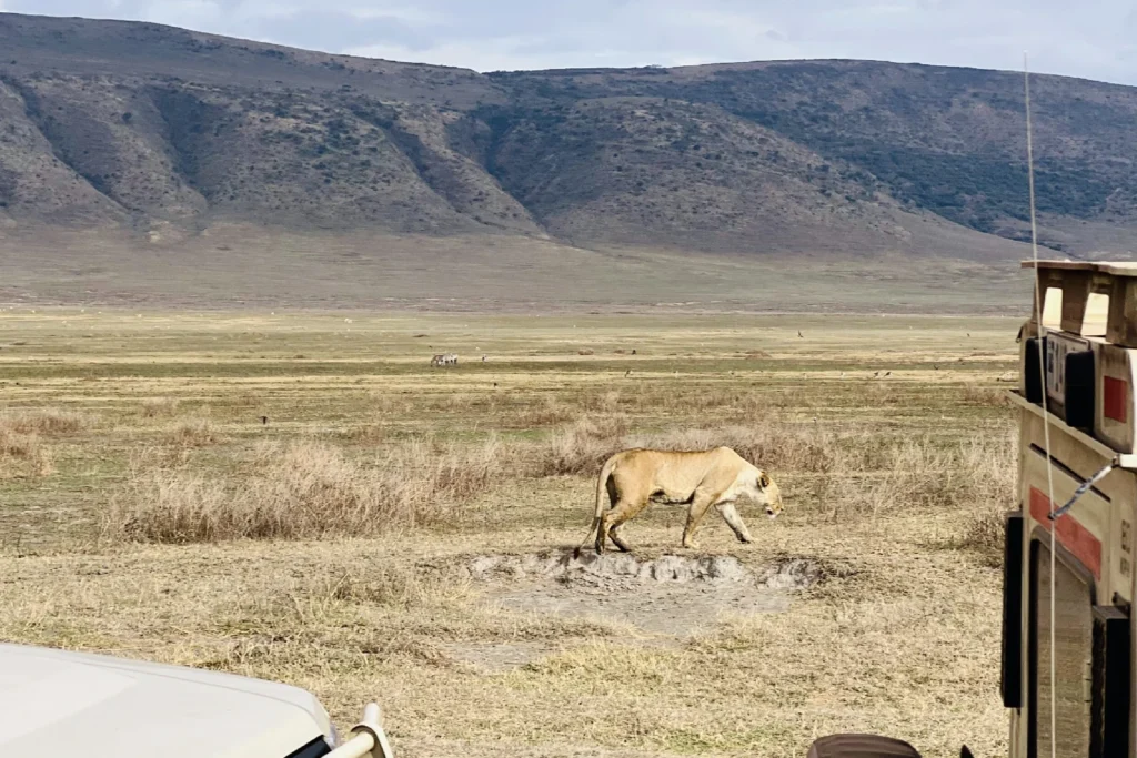 Ngorongoro Crater attraction
