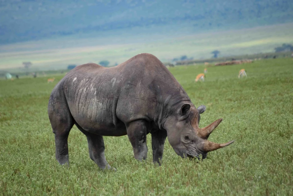 Ngorongoro Crater attraction