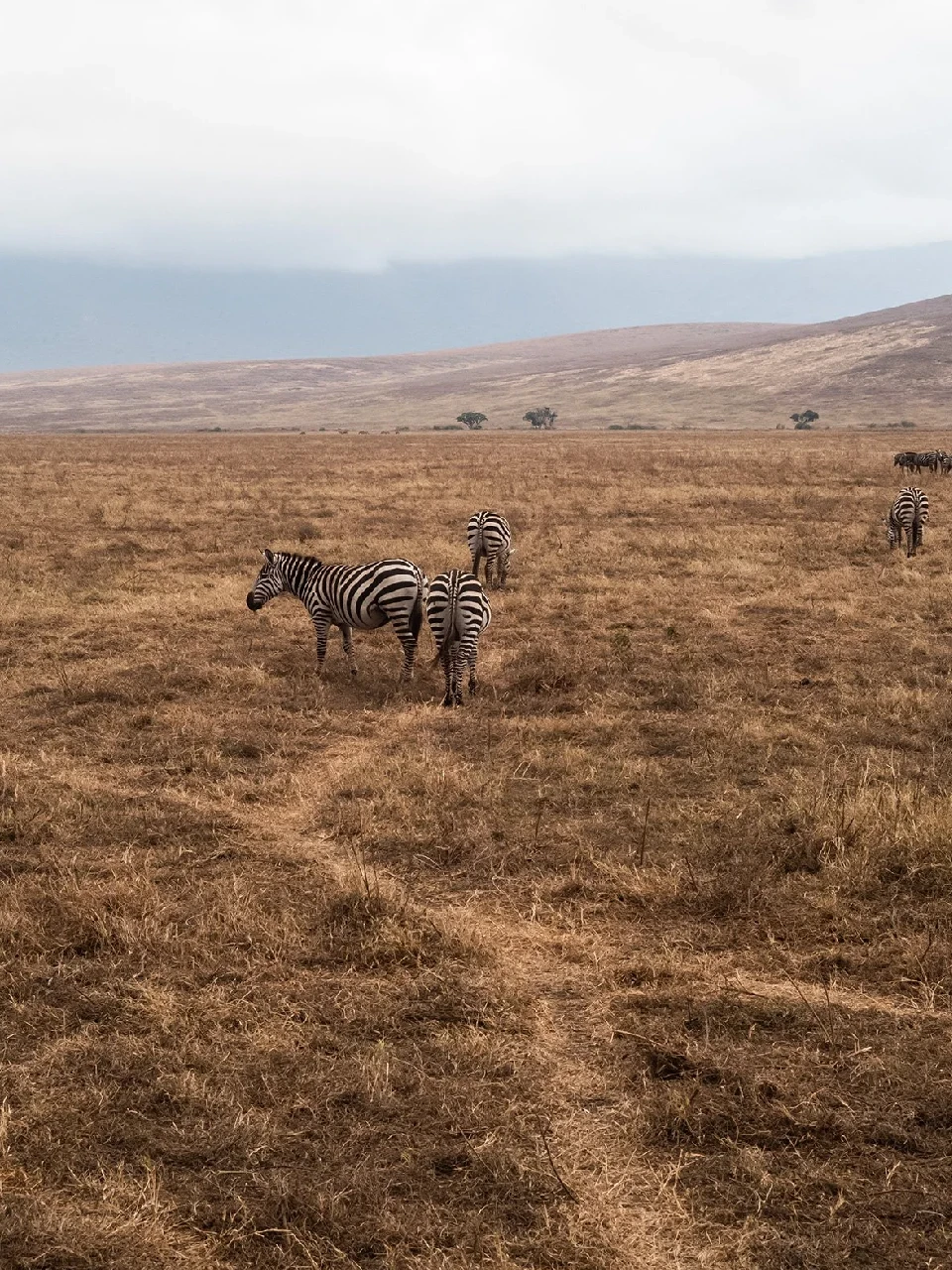 Ngorongoro Crater attraction