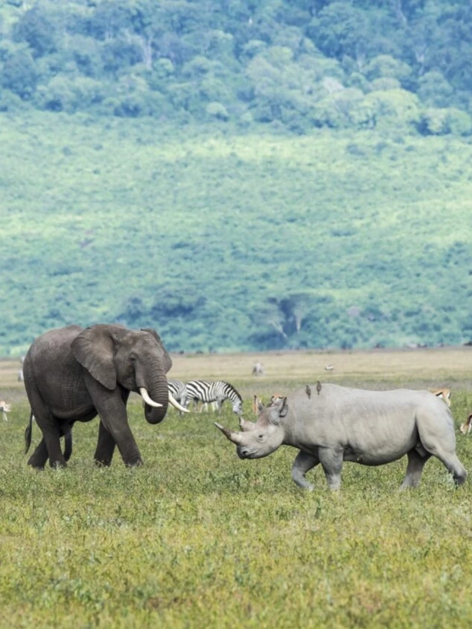 Ngorongoro Crater attraction