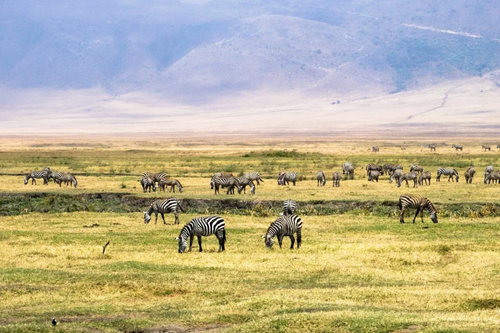 Ngorongoro Crater wildlife