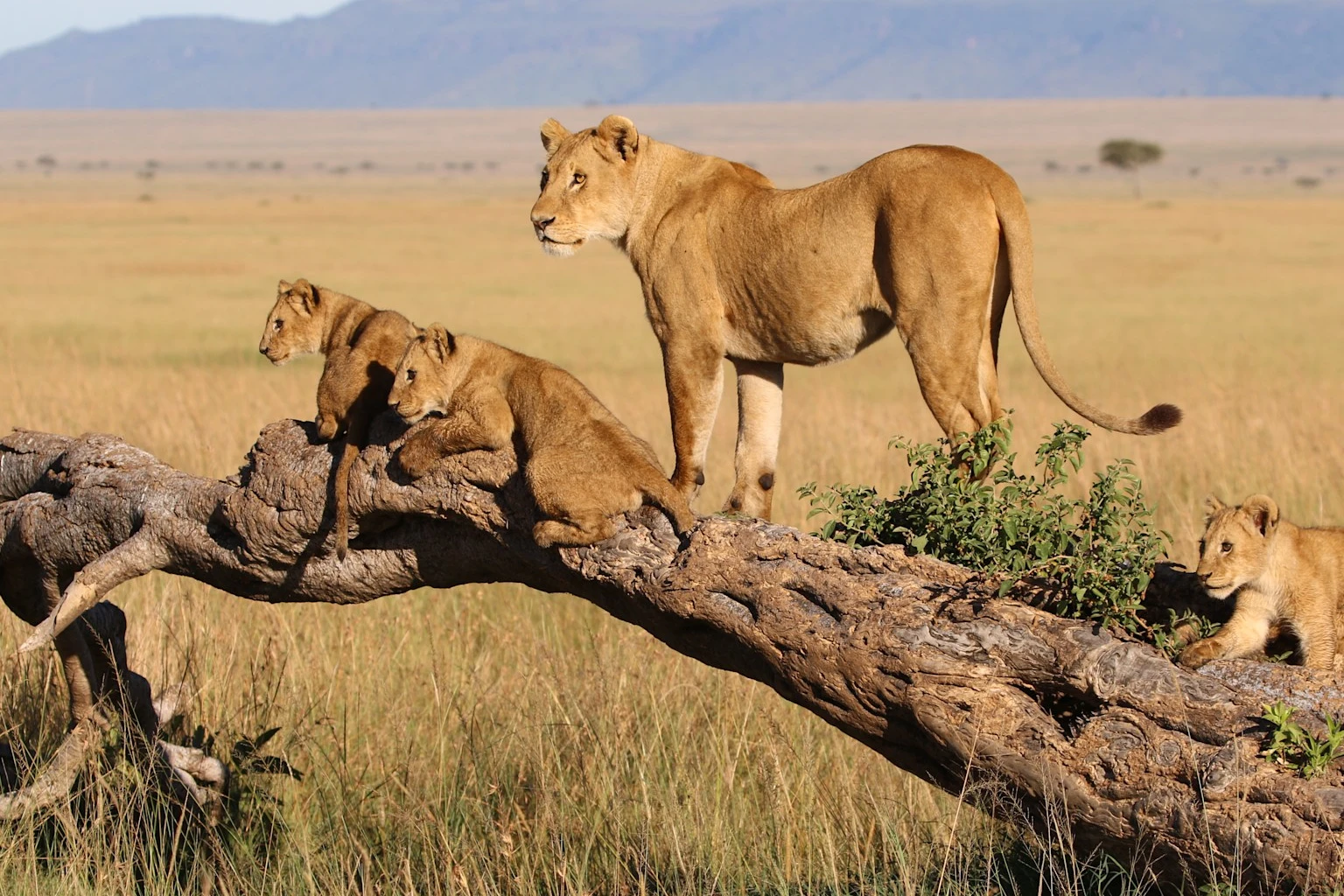 Ngorongoro Crater wildlife