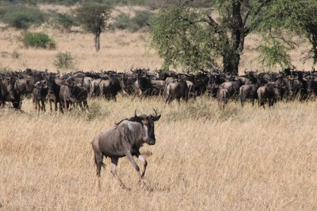 Ngorongoro Crater wildlife