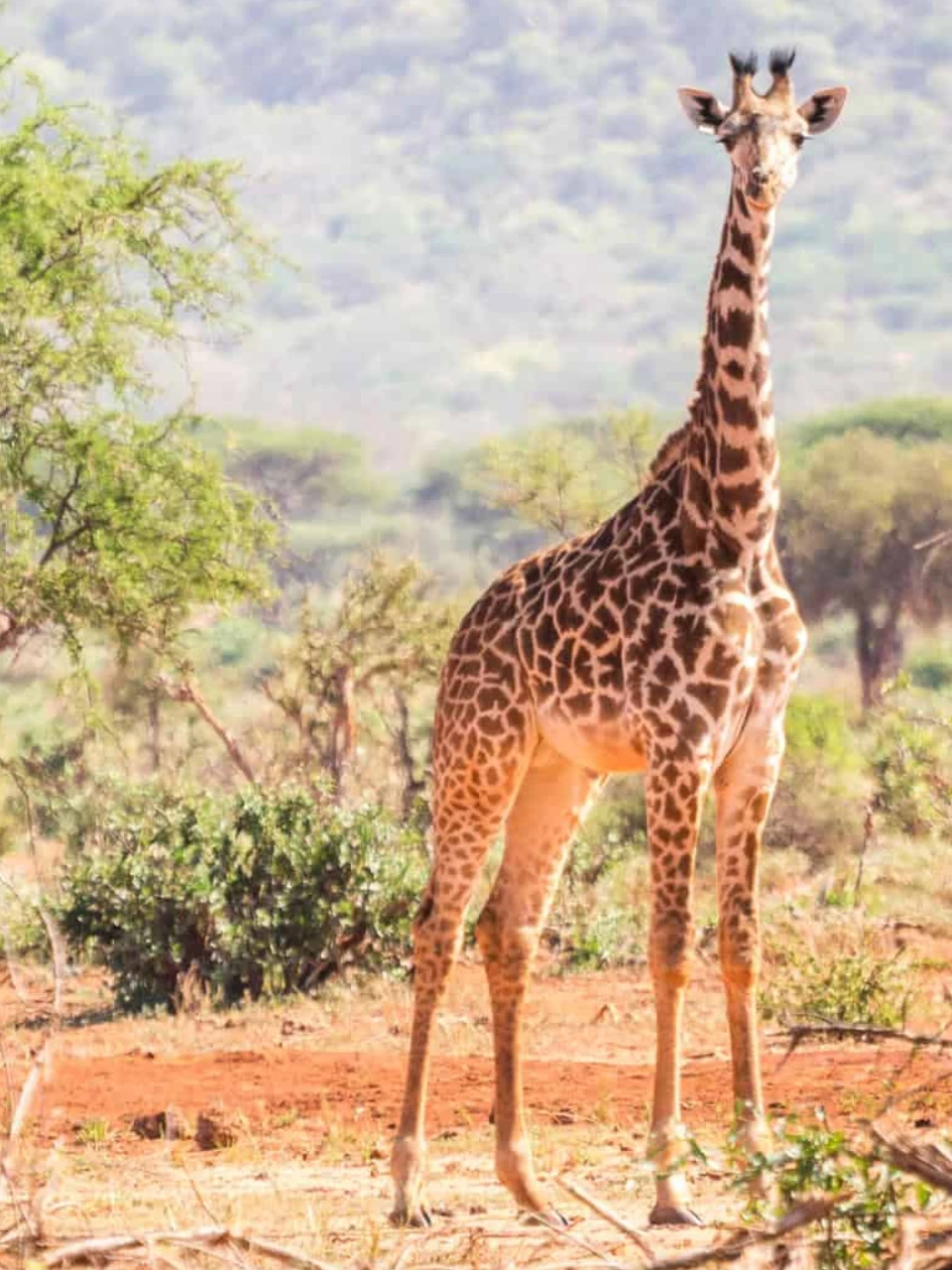 Ngorongoro Crater wildlife