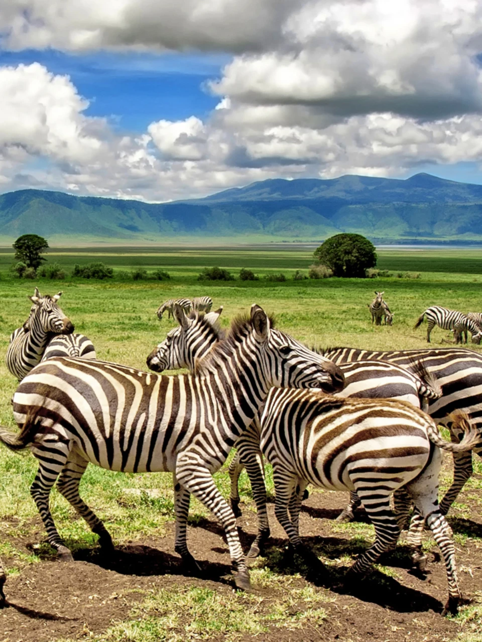 Ngorongoro Crater wildlife