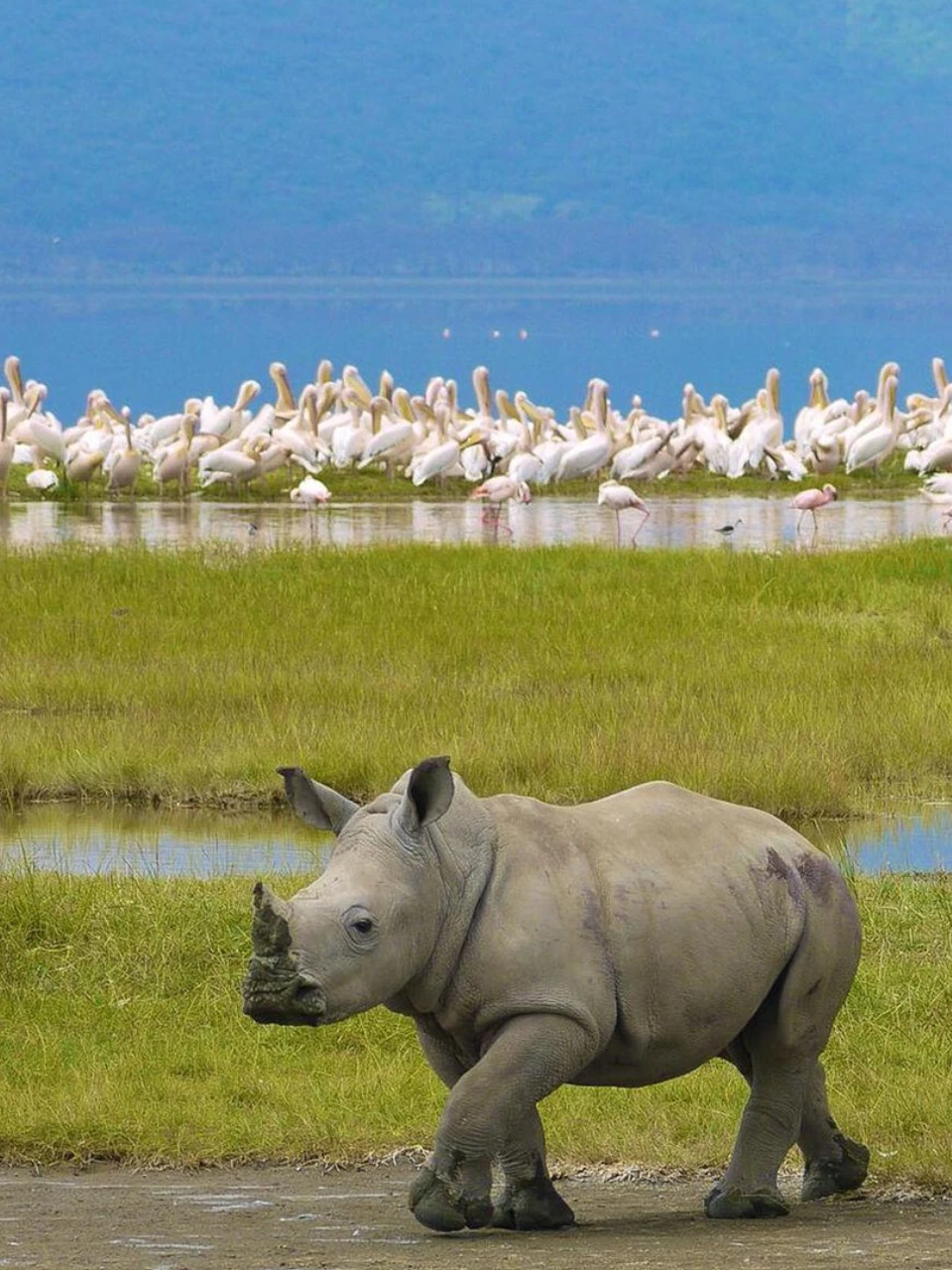 Ngorongoro Crater wildlife