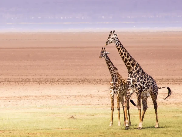 Tanzania Safari and Kilimanjaro Climb