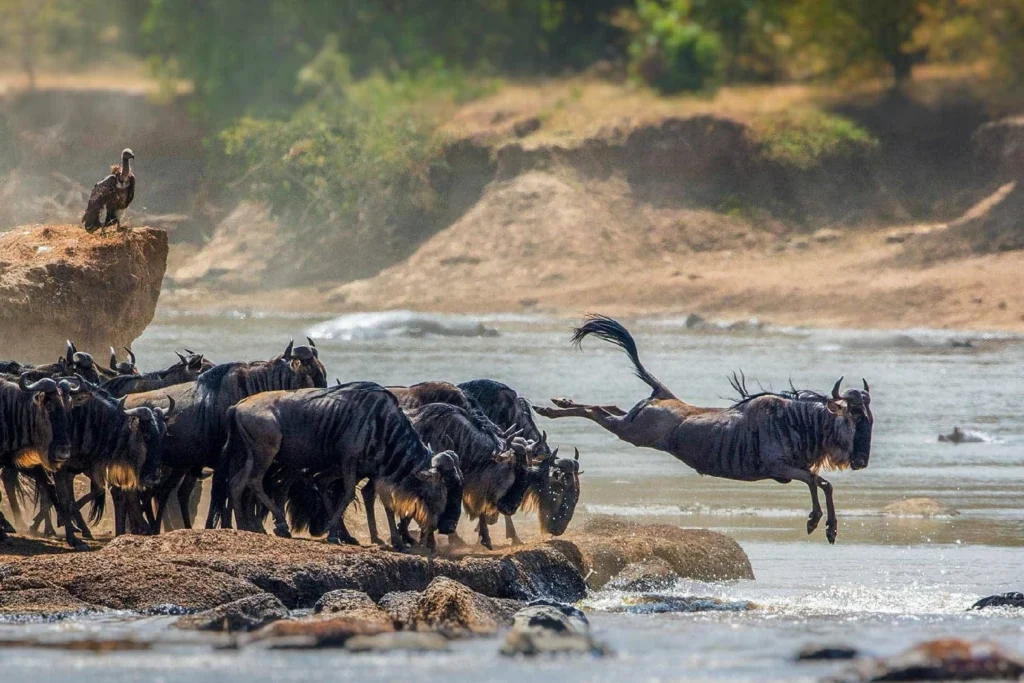 serengeti wildlife