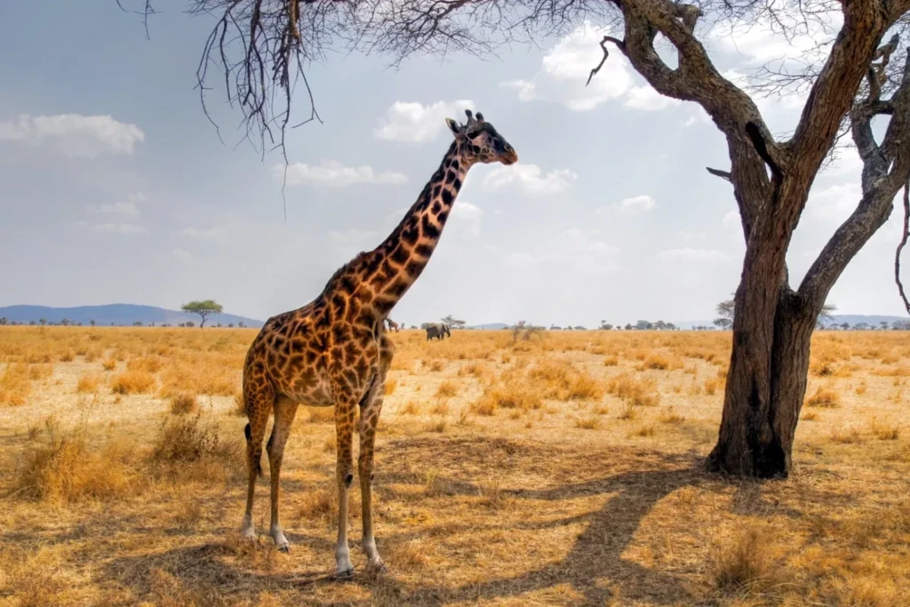 serengeti wildlife