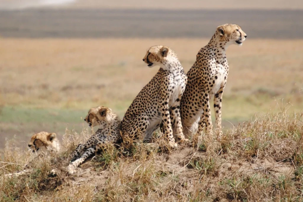 Tanzania's Big Cats Safari