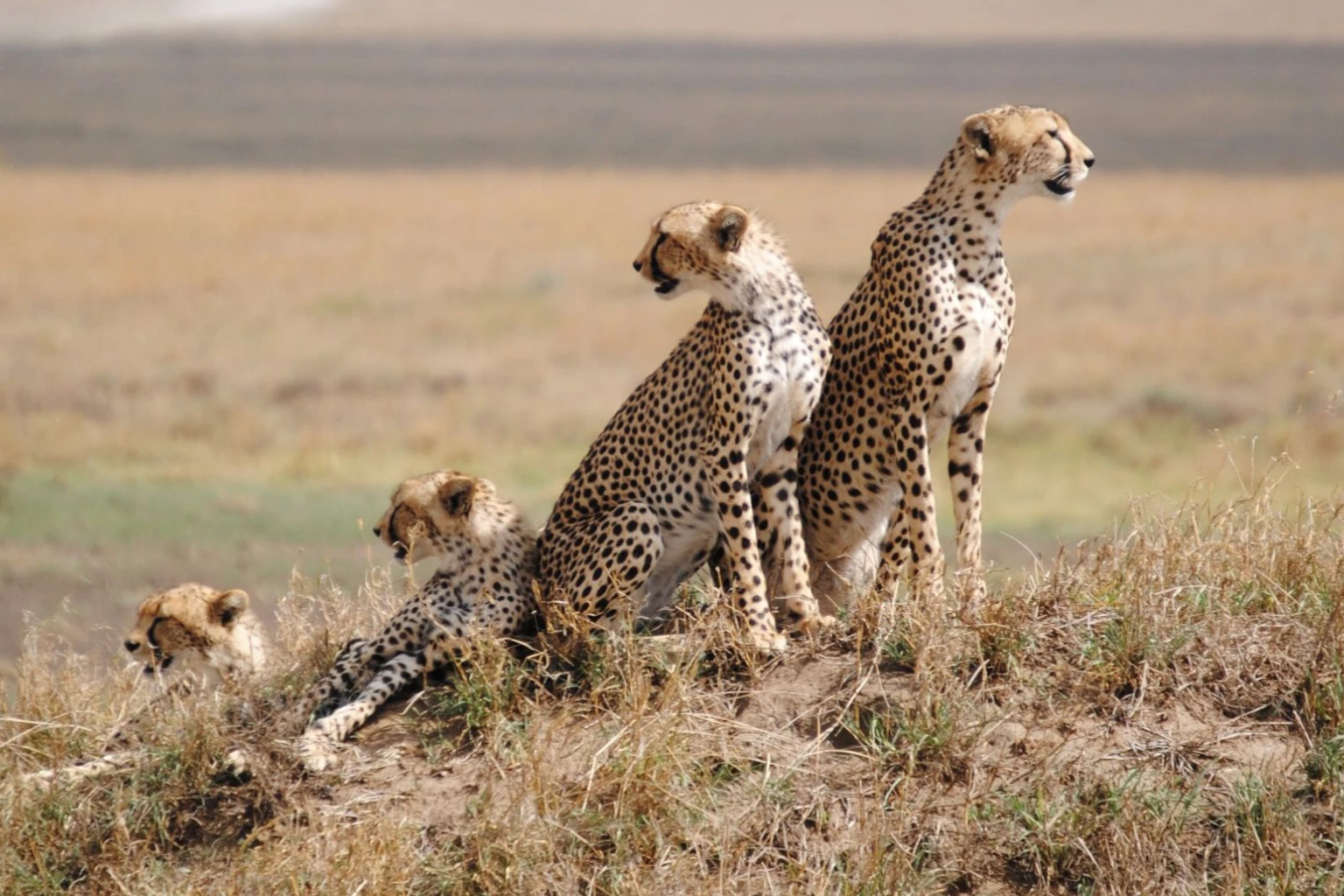 Tanzania's Big Cats Safari