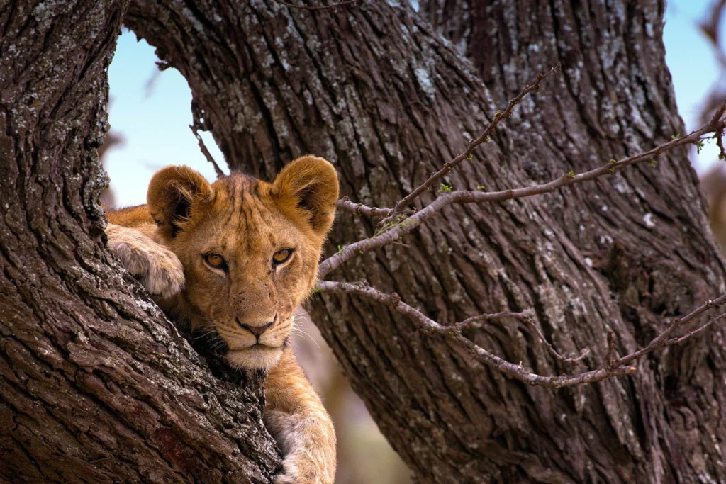serengeti wildlife