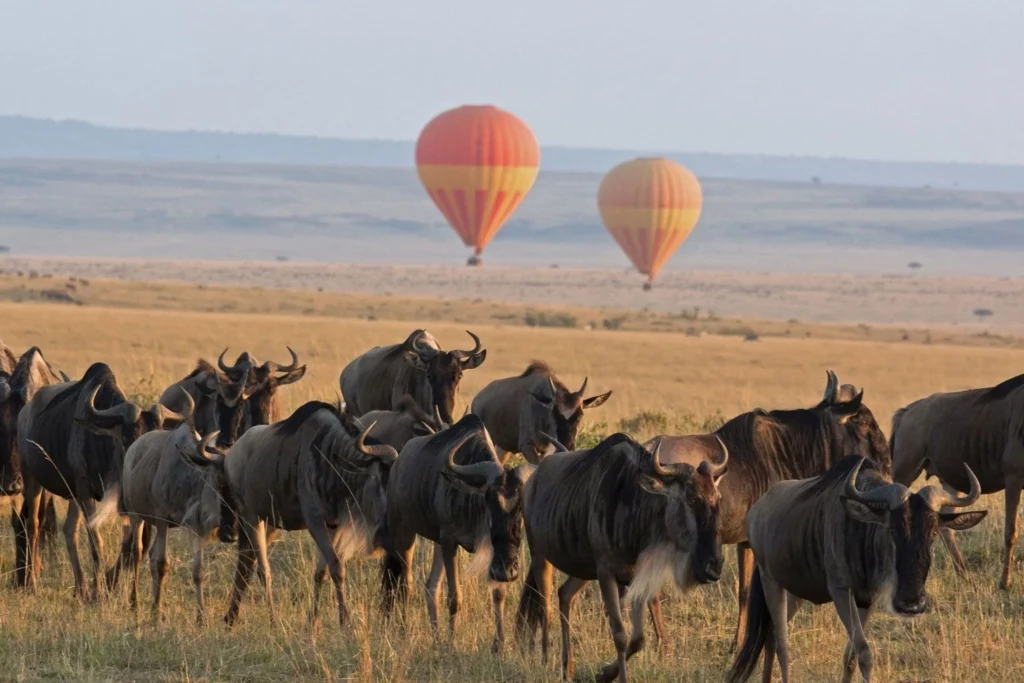 serengeti wildlife