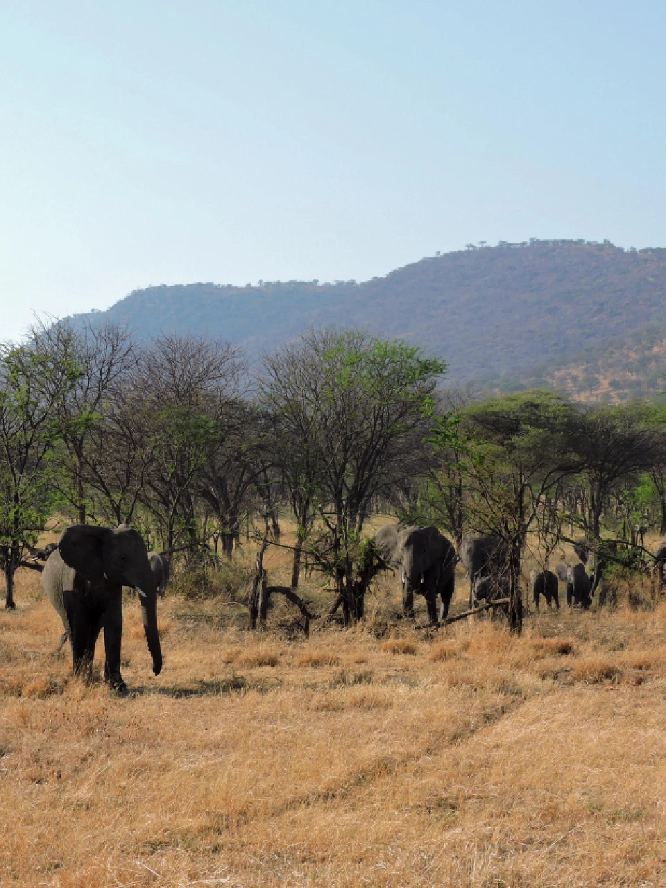 serengeti wildlife