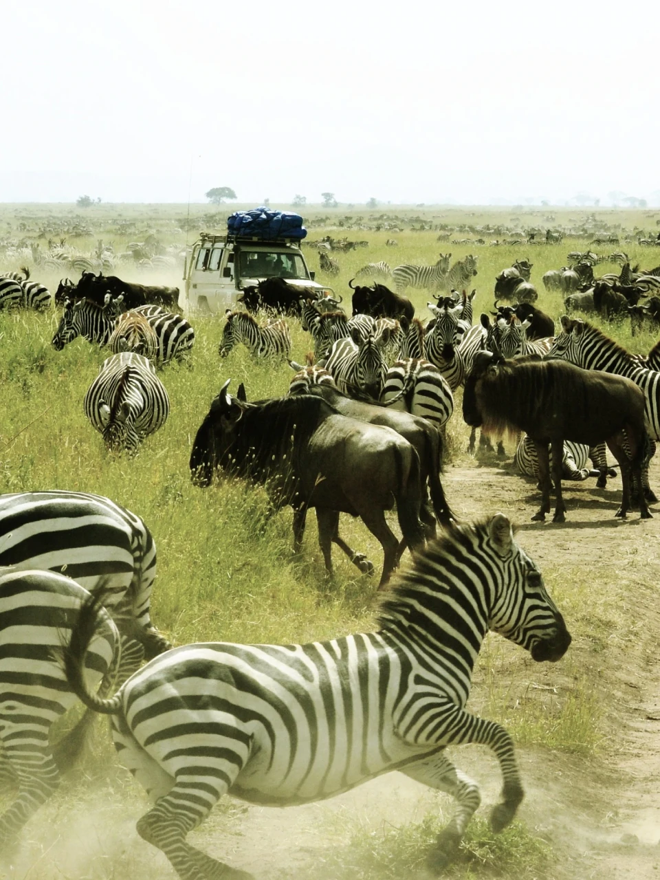 serengeti wildlife