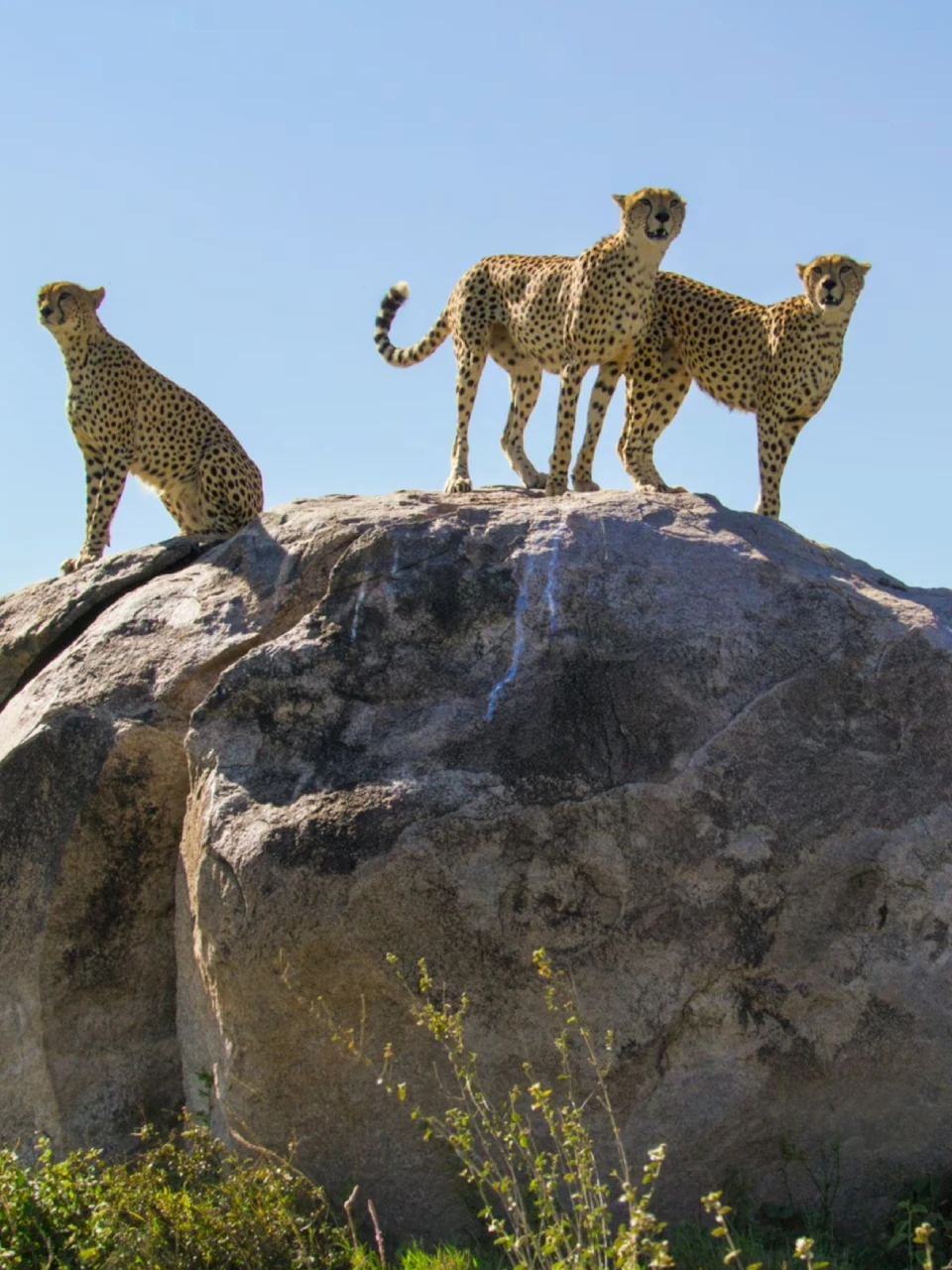 serengeti wildlife