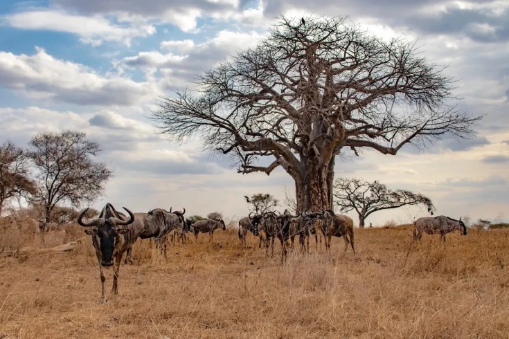 tarangire-national-park-day-trip-1