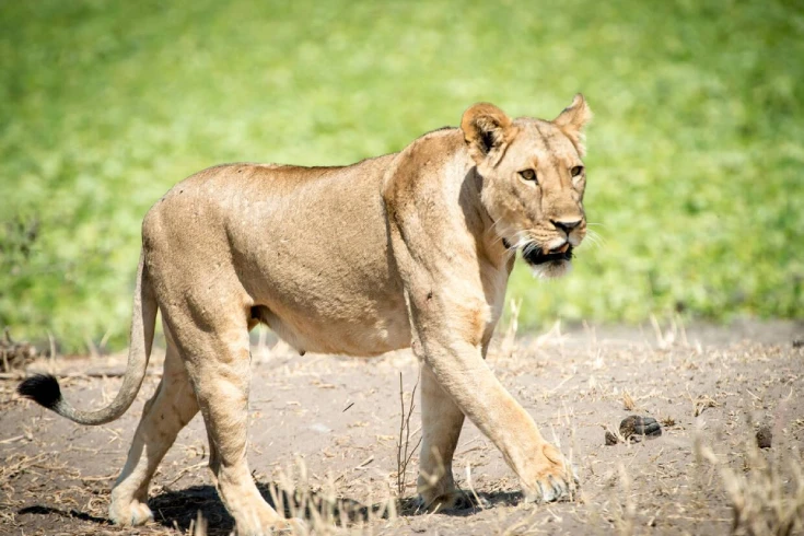 tarangire-national-park-day-trip-3