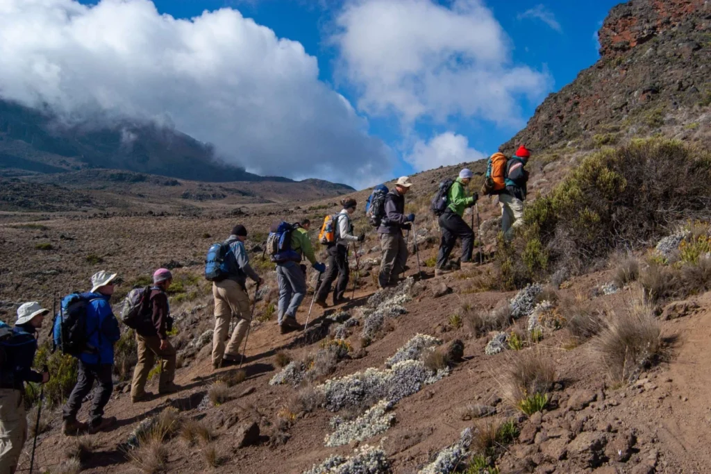Kilimanjaro Climb & Tanzania Safari Expert 2026 | Moshi