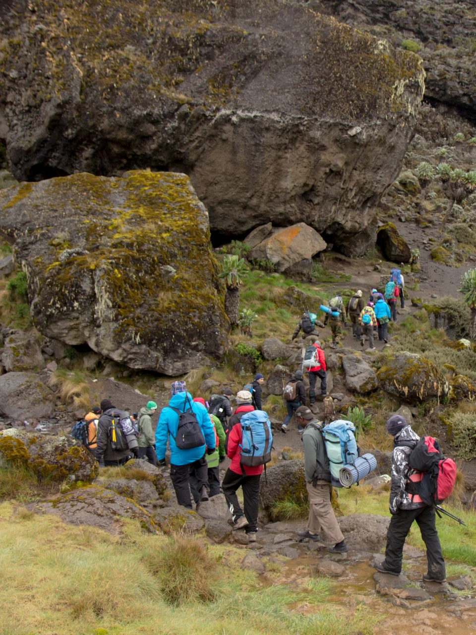Kilimanjaro Climb & Tanzania Safari Expert 2026 | Moshi