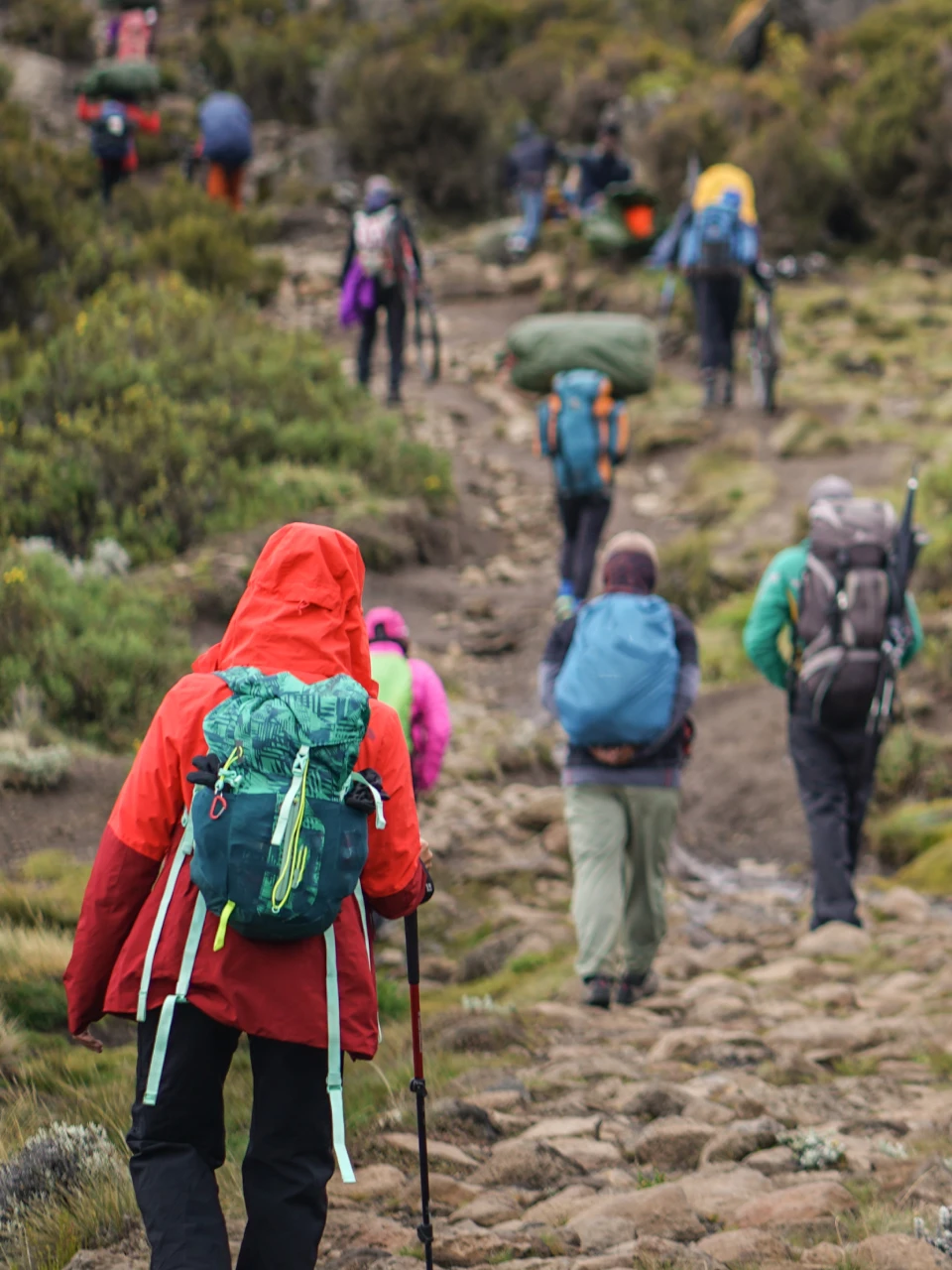 Kilimanjaro Climb & Tanzania Safari Expert 2026 | Moshi