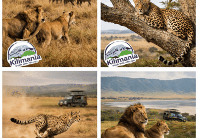 Best Time to See Big Cats in Tanzania | 2026 Predator Guide