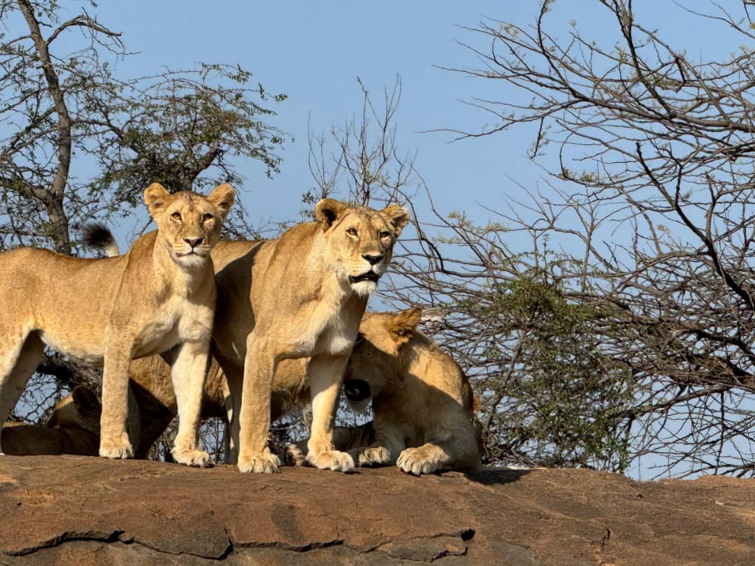 Group Safari vs Private Safari Tanzania: lion