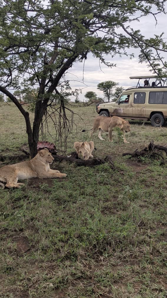 Lion Sightings Serengeti vs Ngorongoro: 2026 Verdict & Density Guide