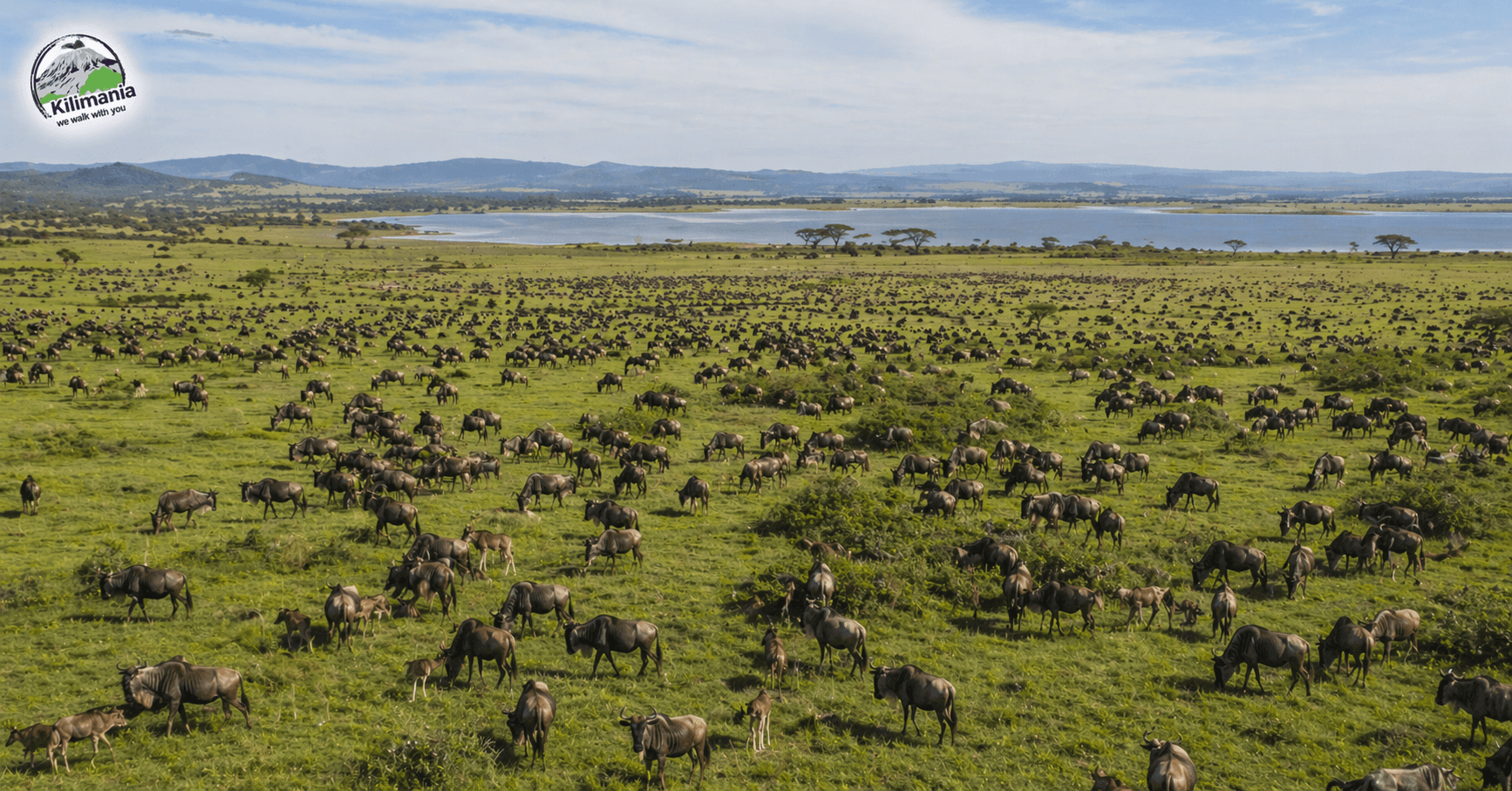 Ndutu Calving Season 2026: Migration Calendar and Booking Guide
