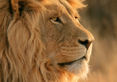 Hidden Costs of Tanzania Safari 2026 (Avoid $1,100 in Surprise Fees)