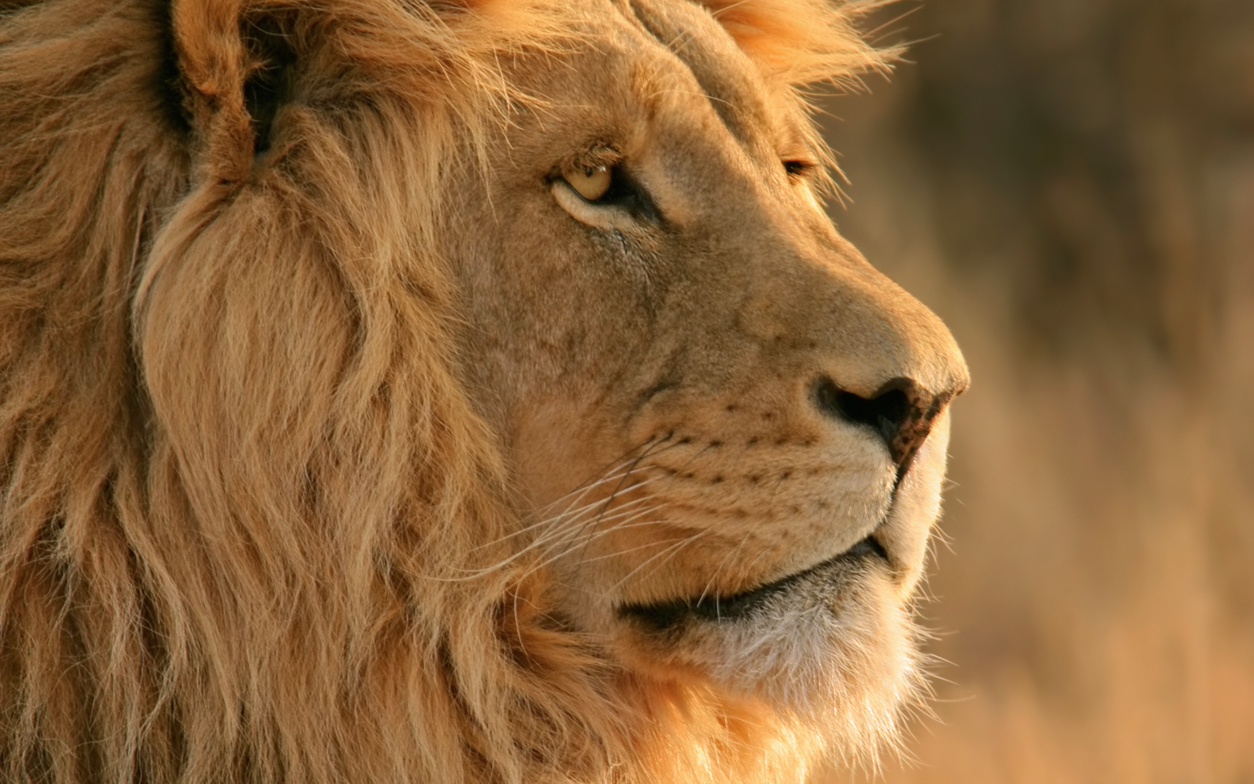 4 Day Big Cats Safari in Tanzania