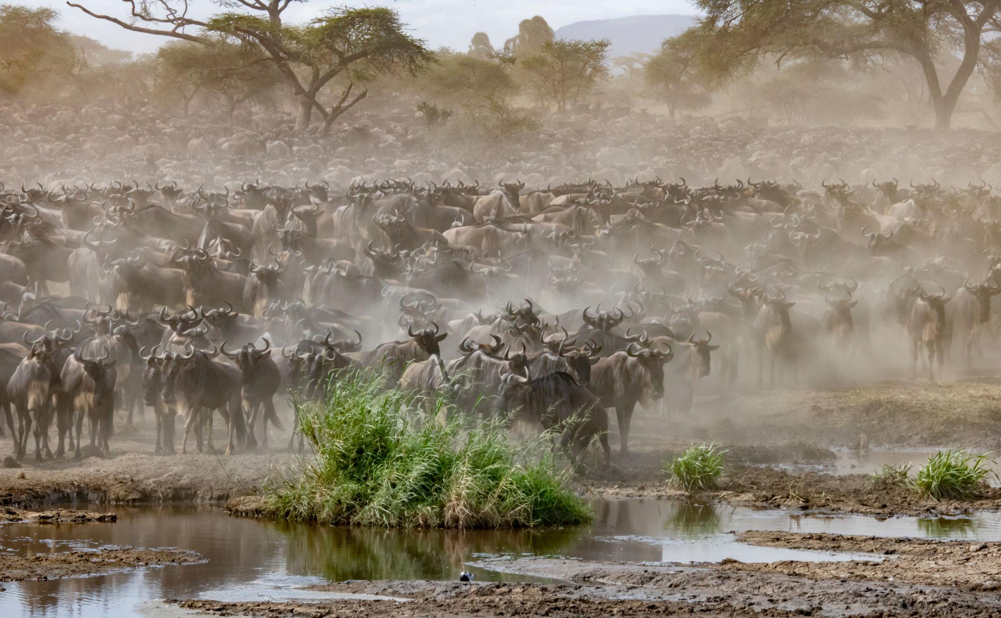 Tanzania Safari Guide: Complete Planning, Costs, Best Parks & Expert Tips