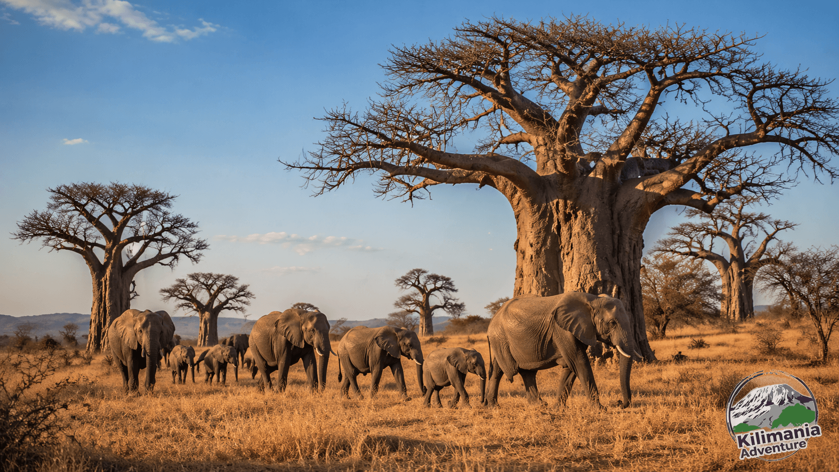 Tanzania Safari Cost 2026 | Real Price Breakdown & Daily Rates