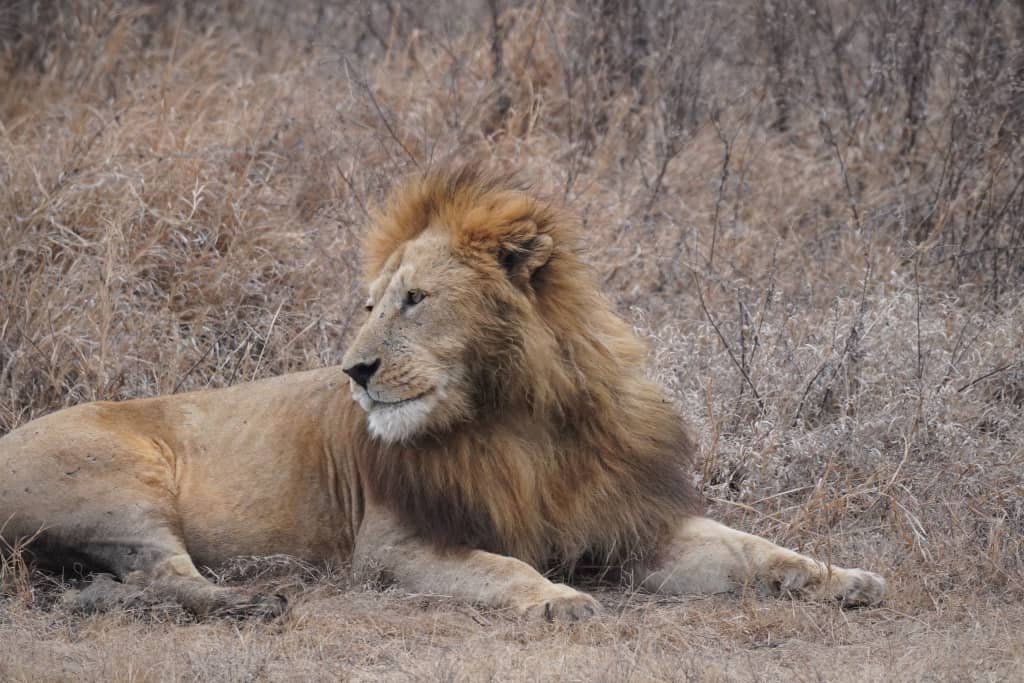 Hidden Costs of Tanzania Safari 2026 (Avoid $1,100 in Surprise Fees) best trip
