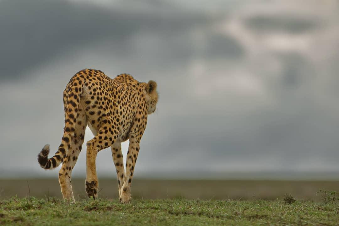 How Much to Tip on Tanzania Safari 2026: Exact Amounts 1 How Much to Tip on Tanzania Safari 2026: Exact Amounts