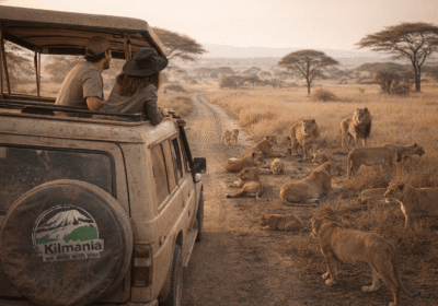 How to Afford a Tanzania Safari in 2026 | 12 Saving Strategies