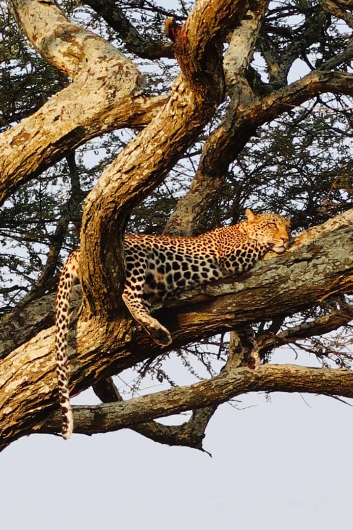 Luxury vs Mid-Range Tanzania Safari