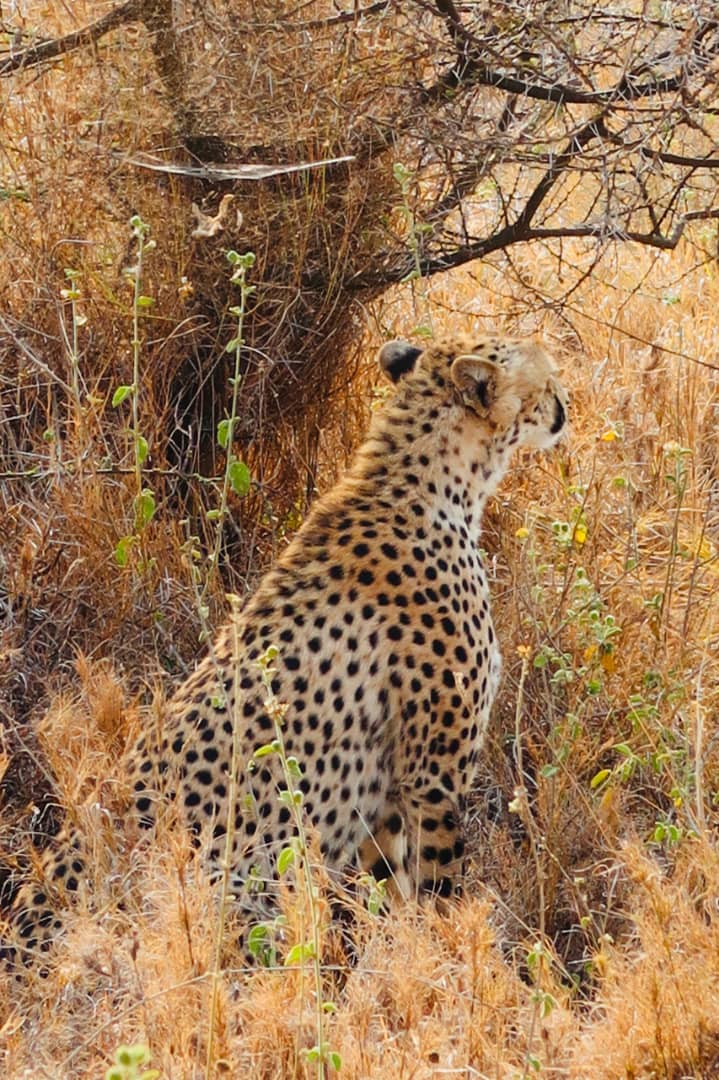 Luxury vs Mid-Range Tanzania Safari