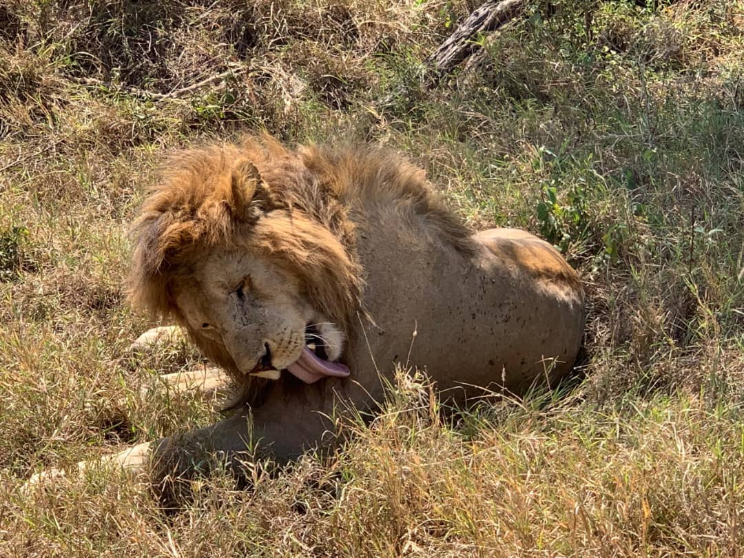 Why Are Tanzanian Safaris So Expensive? | 2026 Cost Breakdown