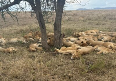 Safari Packages 2026 — From $480 Per Person, Daily Departures from Moshi