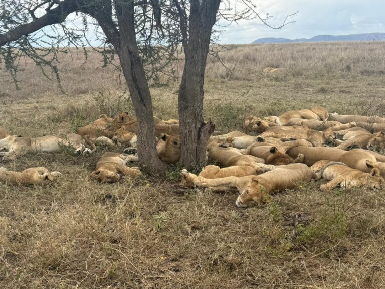 Safari Packages 2026 — From $480 Per Person, Daily Departures from Moshi
