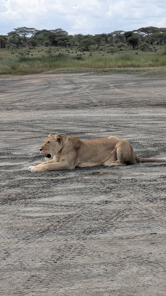 Serengeti Big Five Safari Cost 2026: Real Prices Explained