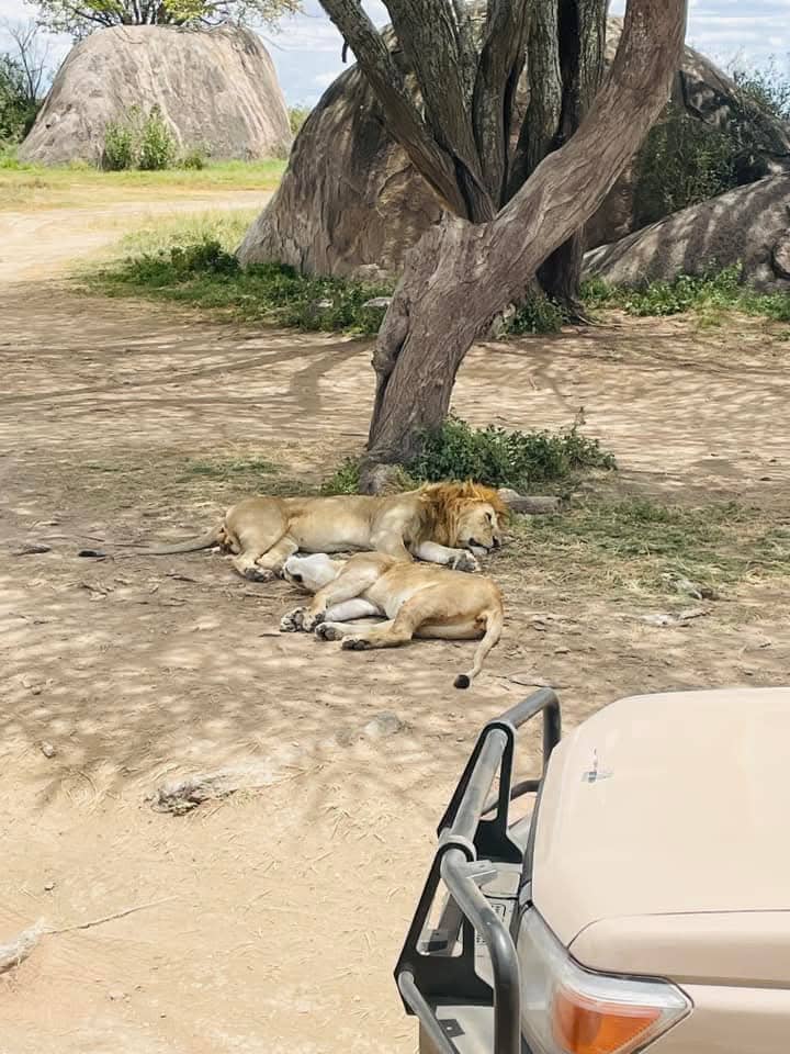 Serengeti Safari Cost 2026: Real Prices