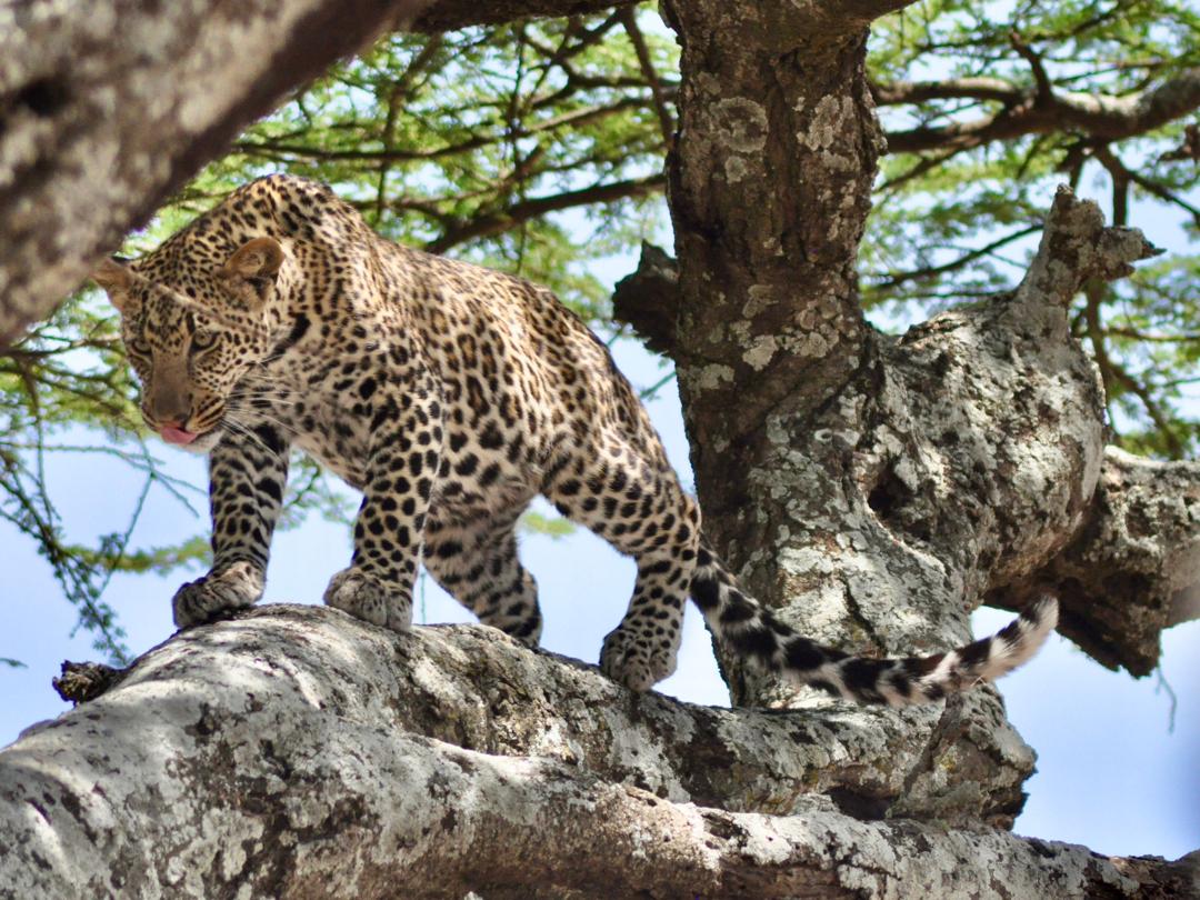 Tanzania Honeymoon Safari & Zanzibar 2026: The Complete Planning Guide. 3 Tanzania Honeymoon Safari & Zanzibar greate time