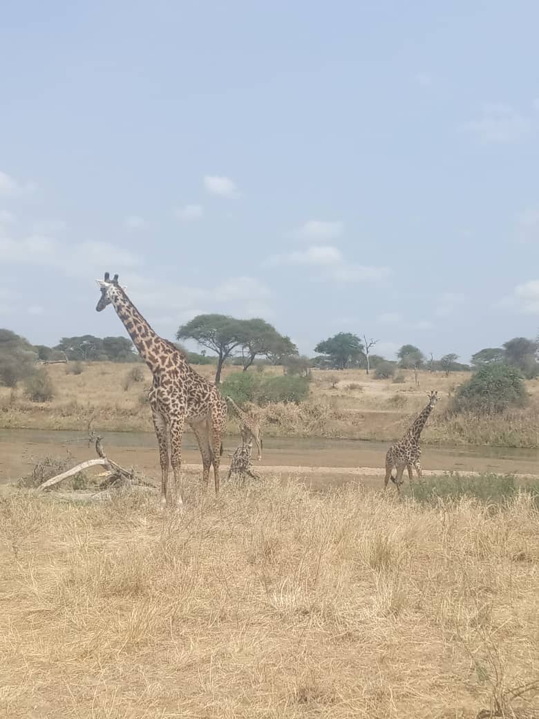 Tanzania Safari Family Cost 2026 | Age Rules, Parks & Real Price